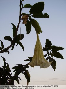  Burgmansia suaveolens ex Datura suaveolens                                    