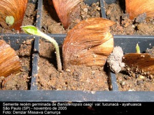  Muda de Banisteriopsis caapi                                    
