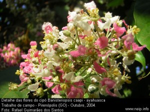  Detalhe das flores do cipó Banisteropis caapi                                    