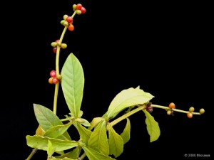  Psychotria viridis                                    