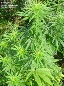  Cannabis sativa L. fêmea                                    