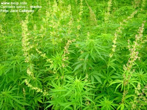  Cannabis sativa L. macho                                    